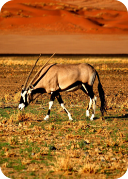 Oryx Grazing